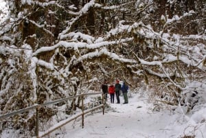 Seattle: Longmire in Mount Rainier Winter Day Tour