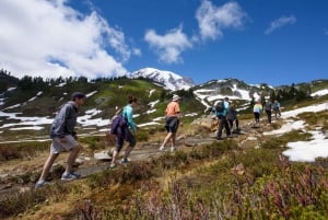 Seattle: Mount Rainier Park All-Inclusive Small Group Tour