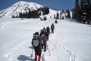 Seattle: Mount Rainier Park All-Inclusive Small Group Tour