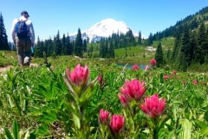 Seattle: Mount Rainier Park All-Inclusive Small Group Tour