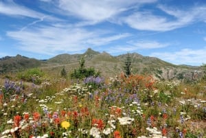 Seattle: Mt. St. Helens National Monument Small Group Tour