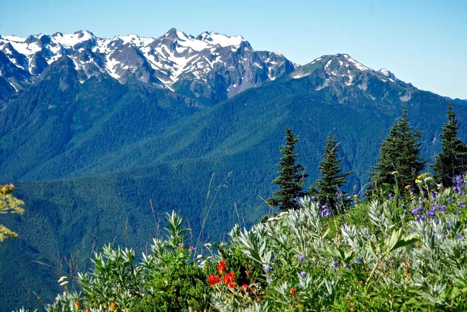 Seattle: Olympic National Park Small-Group Tour