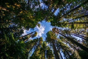 Seattle: Olympic National Park Small-Group Tour