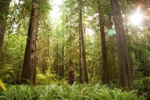 Seattle: Olympic National Park Small-Group Tour