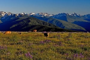 Seattle: Olympic National Park Small-Group Tour