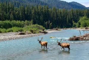 Seattle: Olympic National Park Small-Group Tour