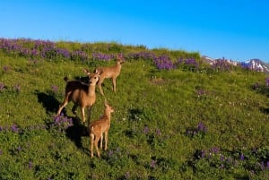 Seattle: Olympic National Park Small-Group Tour