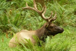 Seattle: Olympic National Park Small-Group Tour