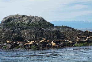 Seattle: Whidbey Island Deception Pass + Winter Birding Trip