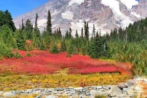 Seattle:Small Group Mount Rainier National Park 1-Day Tour