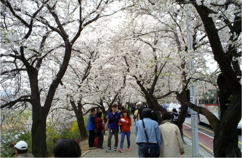 Cherry Blossom Viewing in Seoul