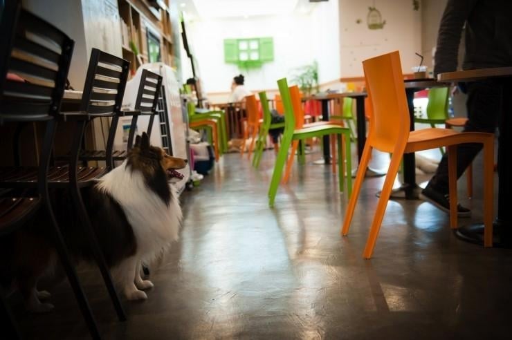 Chicu Chicu Pet Cafe & Shop