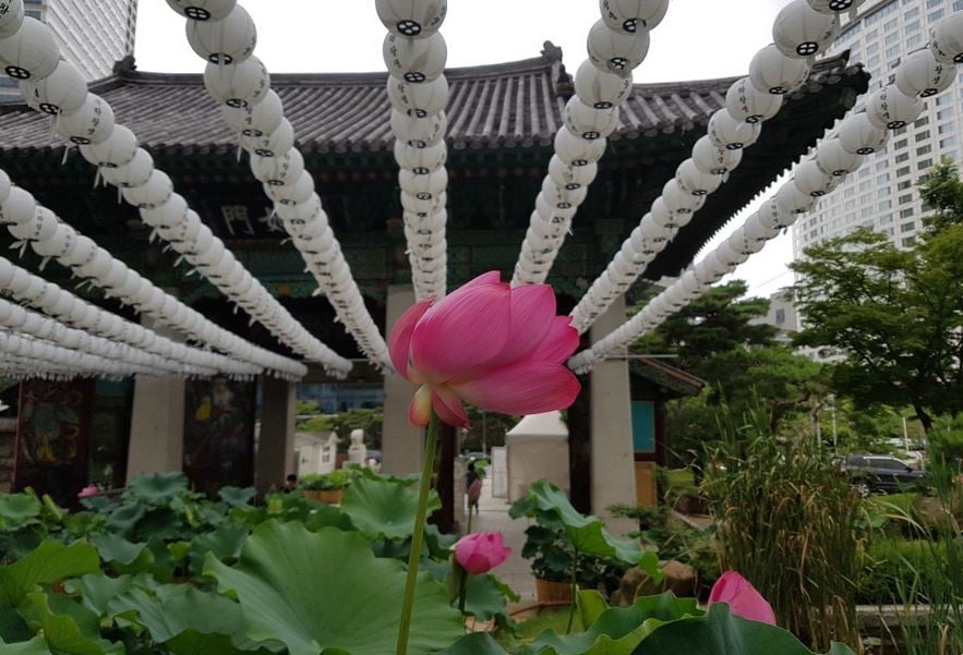 Bongeun Temple Lotus Flower Festival