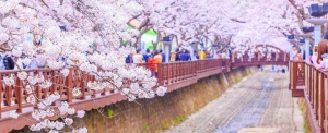 Jinhae Cherry Blossom Festival 2020 & Gyeongju Bike Tour