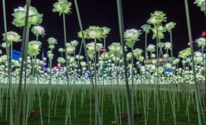 LED Flower Garden at the DDP