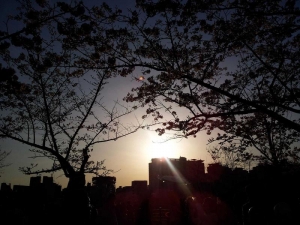Evening views and cherry blossoms