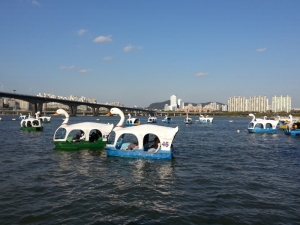 Swan pedal boats Han River