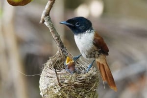 Excursion à Anse Marron sur La Digue