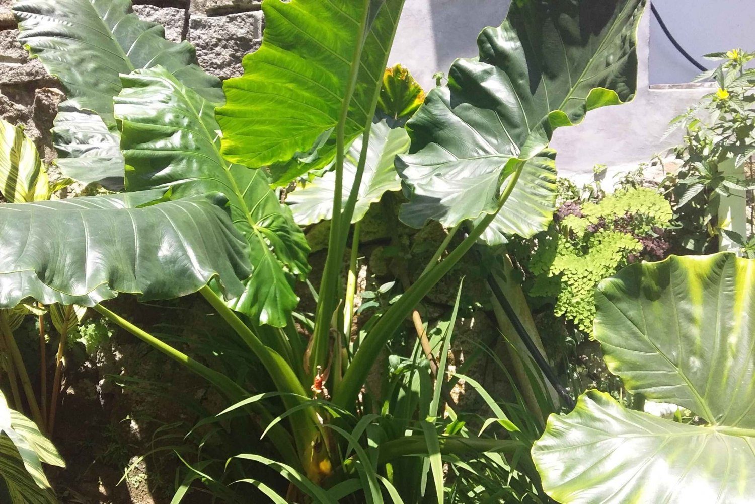 Tour de medio día privado con degustación gratuita de ron