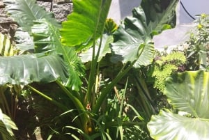 Tour de medio día privado con degustación gratuita de ron