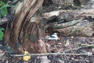 Кузен Курьез и Сен-Пьер и барбекю на обед