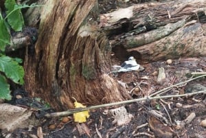 Кузен Курьез и Сен-Пьер и барбекю на обед