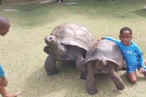 Кузен Курьез и Сен-Пьер и барбекю на обед