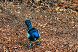 Кузен Курьез и Сен-Пьер и барбекю на обед