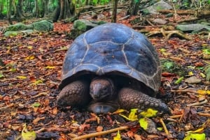 Кузен Курьез и Сен-Пьер и барбекю на обед