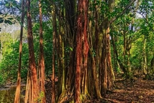 Кузен Курьез и Сен-Пьер и барбекю на обед