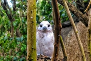 Кузен Курьез и Сен-Пьер и барбекю на обед