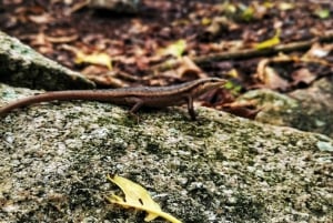 Кузен Курьез и Сен-Пьер и барбекю на обед