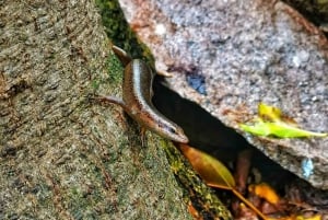 Кузен Курьез и Сен-Пьер и барбекю на обед