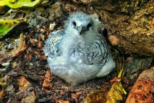 Кузен Курьез и Сен-Пьер и барбекю на обед