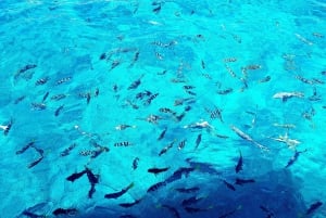 CREOLE BBQ & Snorkeling | Sister, Coco & Félicité Islands