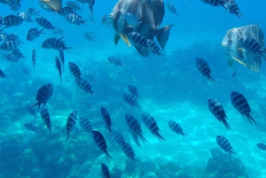 Eden Island: Semi-Submarine Tour in St. Anne Marine Park