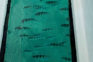From Eden Island: Private Glass Bottom Boat Tour & BBQ lunch