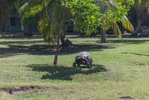 Praslin: crucero de día completo a las islas Sister y Coco y barbacoa criolla