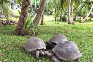 Praslin: crucero de día completo a las islas Sister y Coco y barbacoa criolla