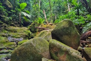 Jungle Adventure Hike: Klatre, vandfald, oplev Seychellerne!