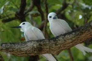 Noleggio barca privata di lusso a Praslin, Seychelles, con barbecue.