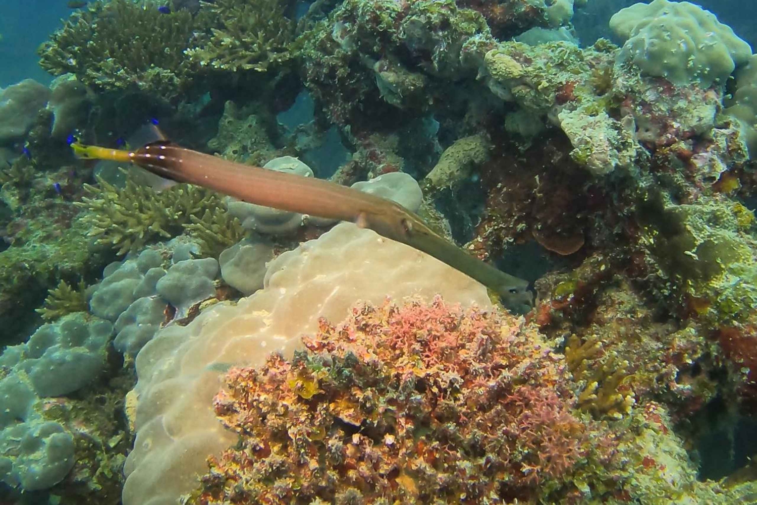 Mahé: mergulho com naufrágios e recifes de coral