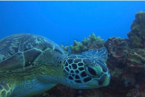 Mahé: mergulho com naufrágios e recifes de coral