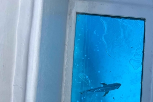 Mahé: mergulho com naufrágios e recifes de coral