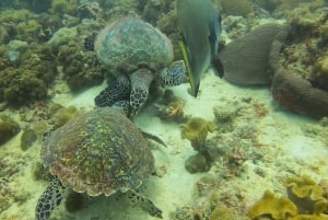 Mahé: mergulho com naufrágios e recifes de coral