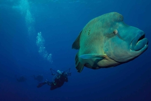 Mahé: mergulho com naufrágios e recifes de coral
