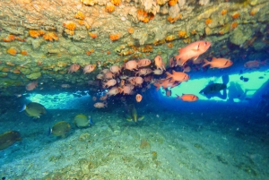Mahé: mergulho com naufrágios e recifes de coral