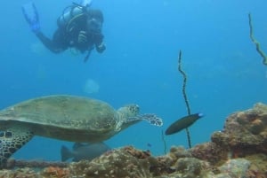 Mahé: mergulho com naufrágios e recifes de coral