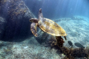 Праслен — Курьез, Сен-Пьер, Анс-Жоржет — частная поездка