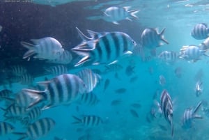 Praslin: Curieuse & St. Pierre -päiväretki veneellä ja grillillä